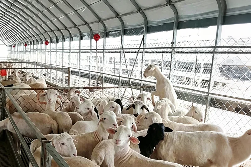 Szklarnie dla zwierząt gospodarskich