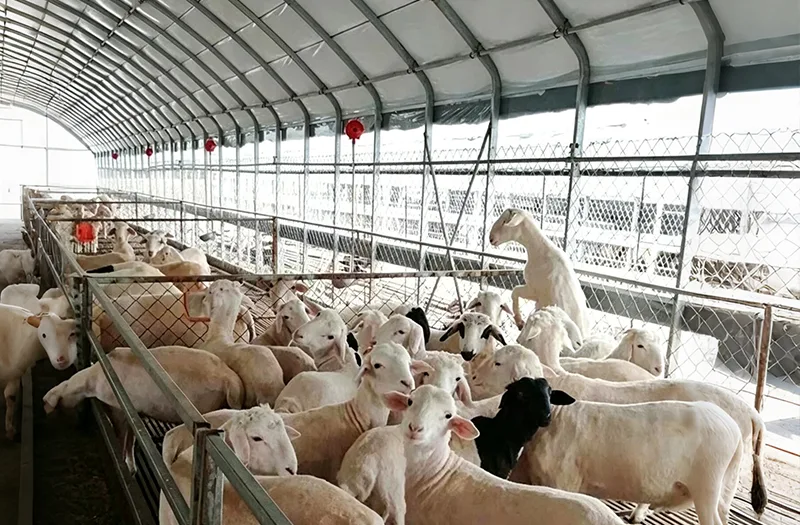 Co należy wziąć pod uwagę przy wyborze szklarni dla zwierząt gospodarskich do projektów rolniczych?