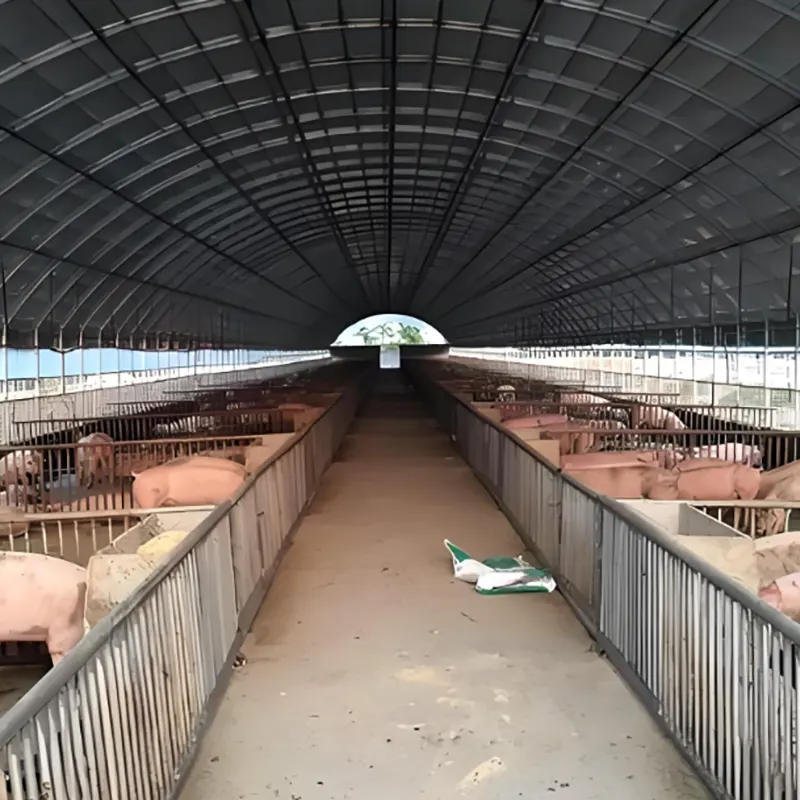 Pig Breeding Shed