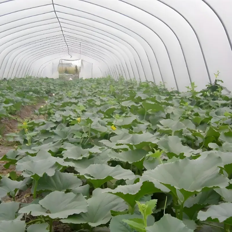 Single-Span Watermelon Greenhouse
